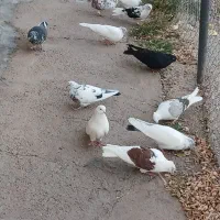 کبوتر تهرانی|پرنده|طالقان, |دیوار