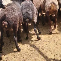 گوسفند|حیوانات مزرعه|ساوه, |دیوار