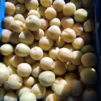 زردآلو