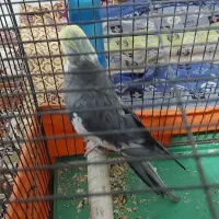 عروس هلندی نر بالغ