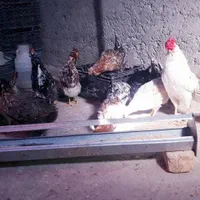 تخم مرغ نطفه دار گلین|حیوانات مزرعه|خمینیشهر, |دیوار