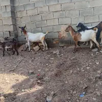 بز.   بزغاله.   گوسفند.    گاو.     گوساله|حیوانات مزرعه|کرمانشاه, |دیوار