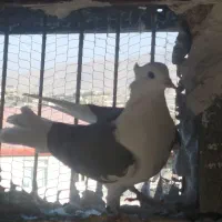 پشت دار سبز رنگی|پرنده|بومهن, |دیوار