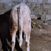 گاو،گوساله