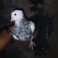 طوقی|پرنده|سیوان, |دیوار