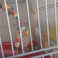 عروس هلندی