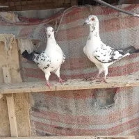 پلاکی|پرنده|اهرم, |دیوار