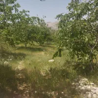 فروش سه هکتار باغ گردو
