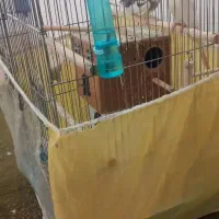 فروش عروس هلندی