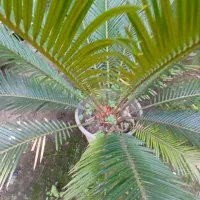 سیکاس وآواکادو