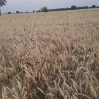 فروش بذرگندم اوکراینی|خدمات باغبانی و درختکاری|رودبار (کرمان), |دیوار