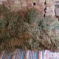 اسفند اسپند تازه ۱۴۰۴|گل و گیاه طبیعی|تهران, آبشار تهران (دریاچه)|دیوار