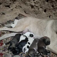 توله کانگال|سگ|سبزوار, کراب|دیوار