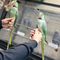 شهر شاه طوطی اسکندر