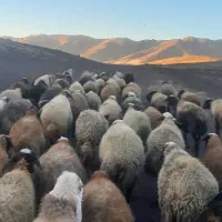 گوسفند آبستن سنگین