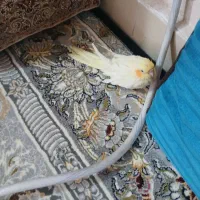 عروس هلندی|پرنده|بیرجند, |دیوار