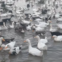 اوردک پرورشی .تعداد بالا فروشی|حیوانات مزرعه|تولم شهر, |دیوار