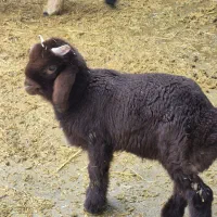 گله میش ترکی بختیاری