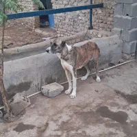 سگ لاس گله ای