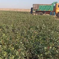 نهال پسته یکساله فروش عمده و جزئی|خدمات باغبانی و درختکاری|مهریز, |دیوار