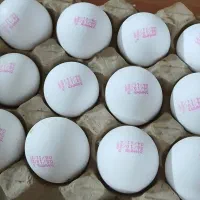 پخش تخم مرغ