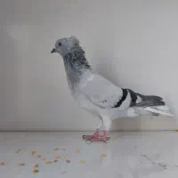 کبوتر دم سفید