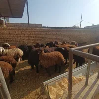 بره نر وماده|حیوانات مزرعه|پیر بکران, |دیوار