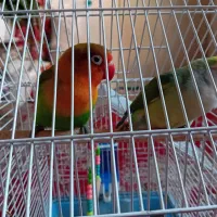 پرنده (طوطی برزیلی)