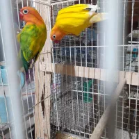 کوتوله بالغ