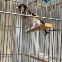 سهره نر سیاه سر|پرنده|تهران, شارق|دیوار