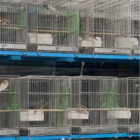 سره ۲رگ جفتی قناری تعداد