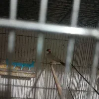 فنج نرگسی شکلاتی