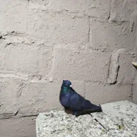 زاغ کاکلی نر|پرنده|شاهرود, |دیوار