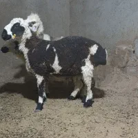 بره نر یک ساله
