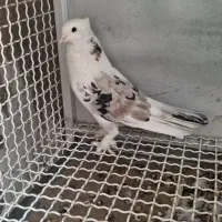 کبوتر هما سرور نر آماده