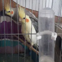 عروس هلندی جفت مولد