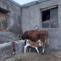 سیمنتال شیری با گوسالش نر سیمنتال .آدرس خود مراغه