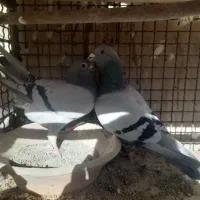 کبوتر|پرنده|مبارکه, |دیوار