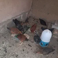 فروش۳عددخروس گلپایگانی