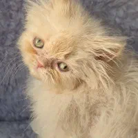 پرشین ماده|گربه|تهران, آهنگ|دیوار