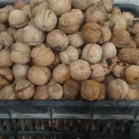 گردو فروشی