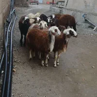 بره ماده شیشک افشار|حیوانات مزرعه|بروجرد, |دیوار