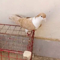 ساده زرد نر