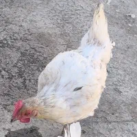 مرغ سفید تخم مرغ زا