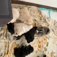 واگذاری توله پامر اشپیتز