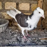 مخلفه نرگرفتنی ۲۰۰ معاوضم دارم|پرنده|کاشان, پشت شهربانی|دیوار