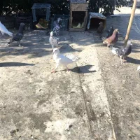 کبوتر ۱۲عددهمش فقط یک ملیون این قیمت تا پاین امروز|پرنده|دهدشت, |دیوار