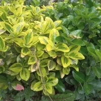 فروش  شمشاد طلایی و سیکاس|گل و گیاه طبیعی|رشت, منظریه|دیوار