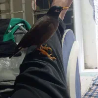 مینا سخن گو معاوضه با کوتوله دستی|پرنده|گلبهار, شهر جدید گلبهار|دیوار