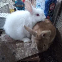 یک جفت خرگوش لوپ نر و ماده